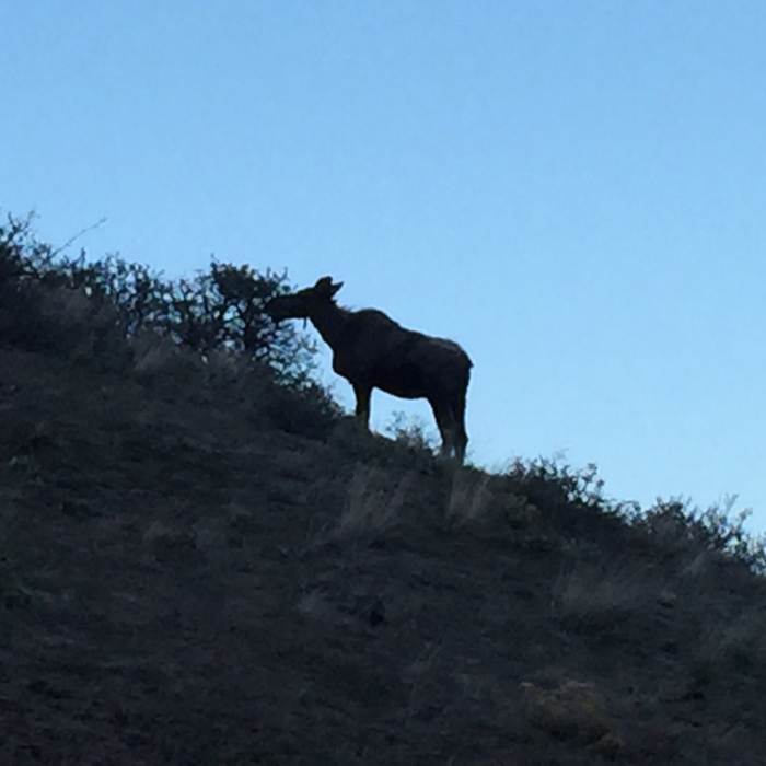 Female moose eating close to the trail. Near North Fork Road