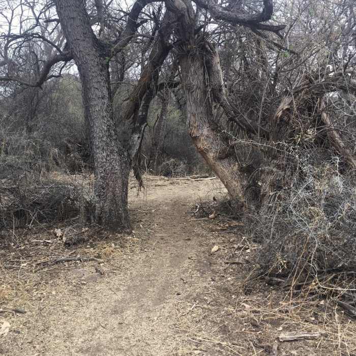 Near Arivaca Creek Loop and Mustang Trail