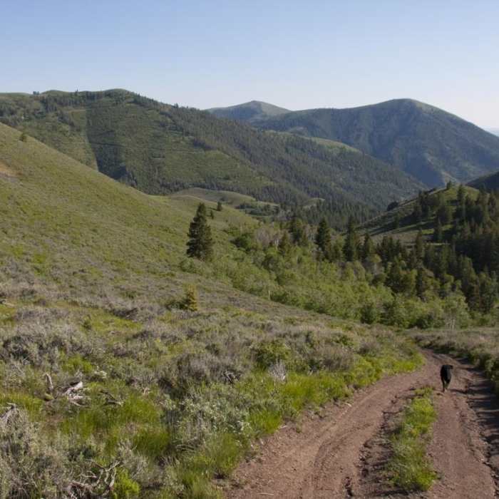 Near Driveway Gulch Hike