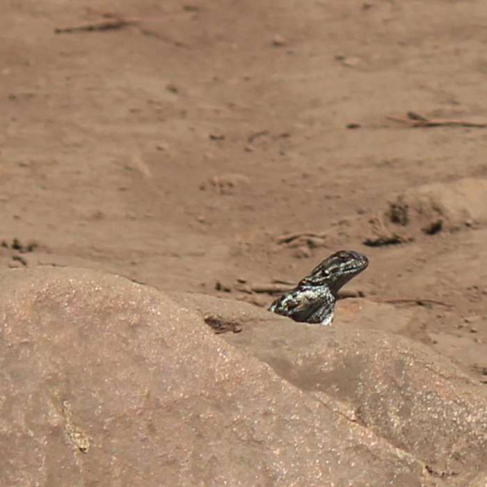 Near Brooks Creek Trail