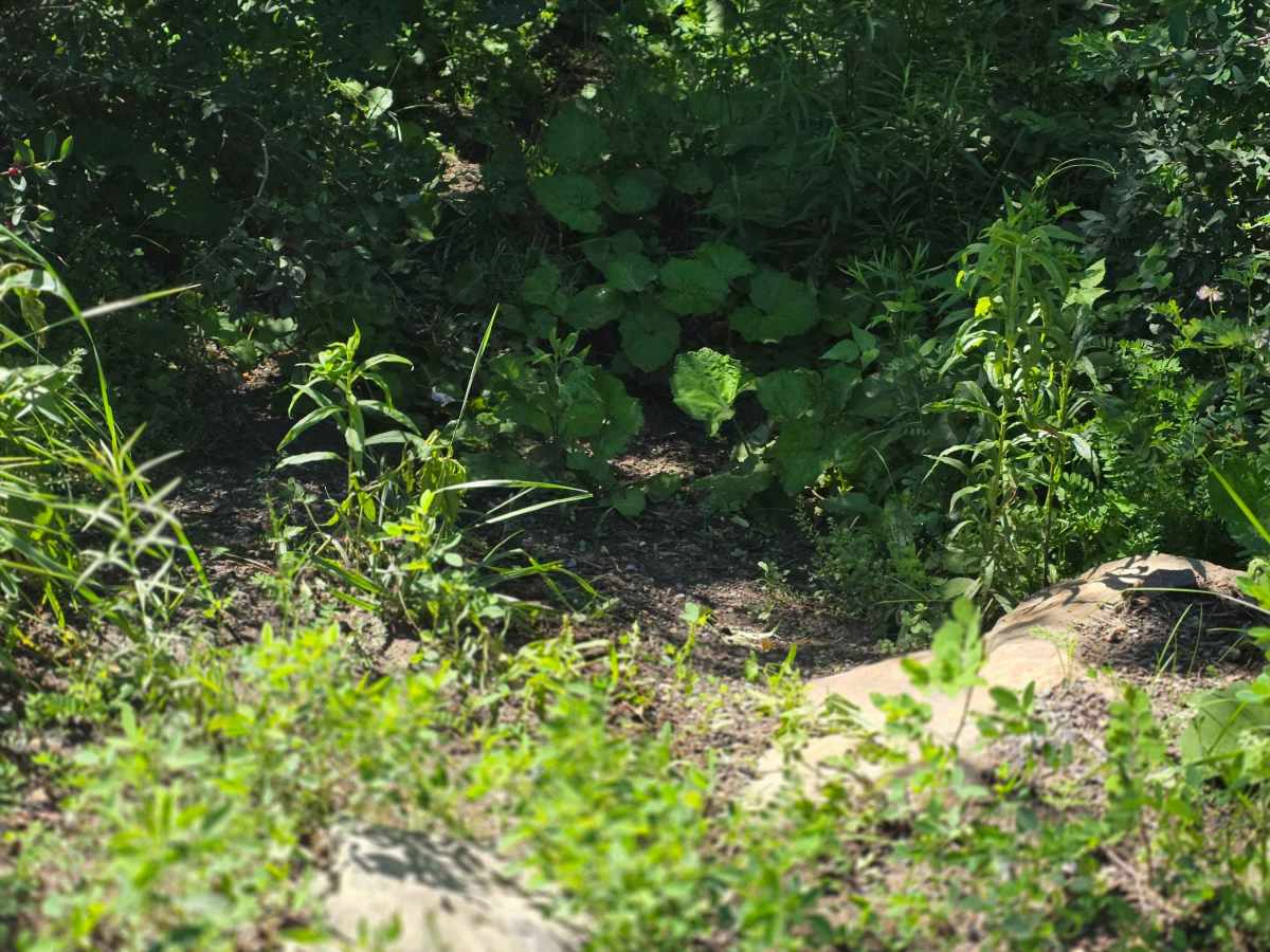 Single Track S1 photo 5