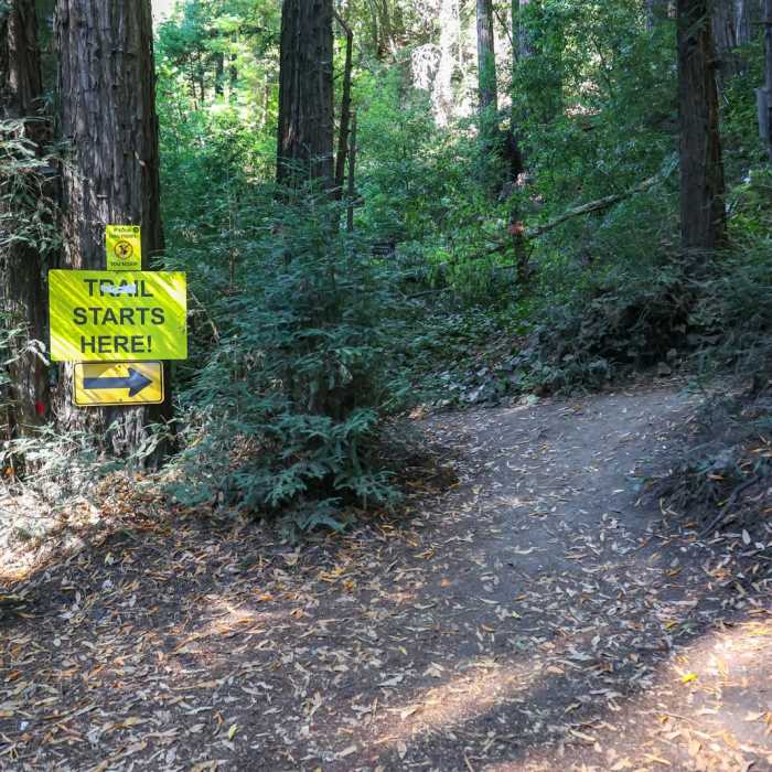 Near Mystery Spot Hiking Trail