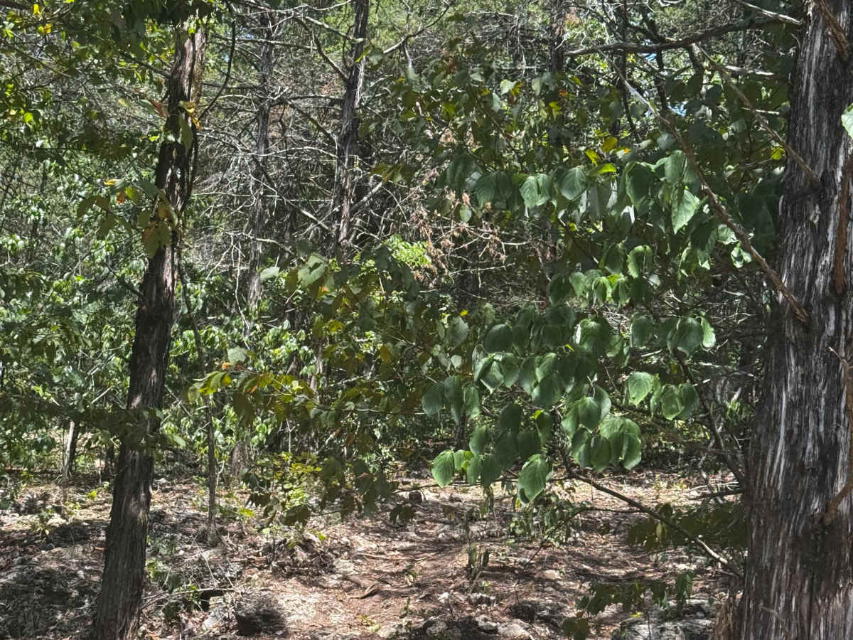 Wife Said No trail photo