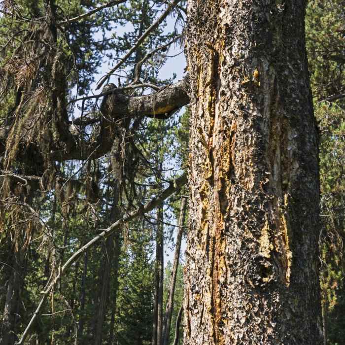 Near Arizona Creek Trail to Bailey Meadows