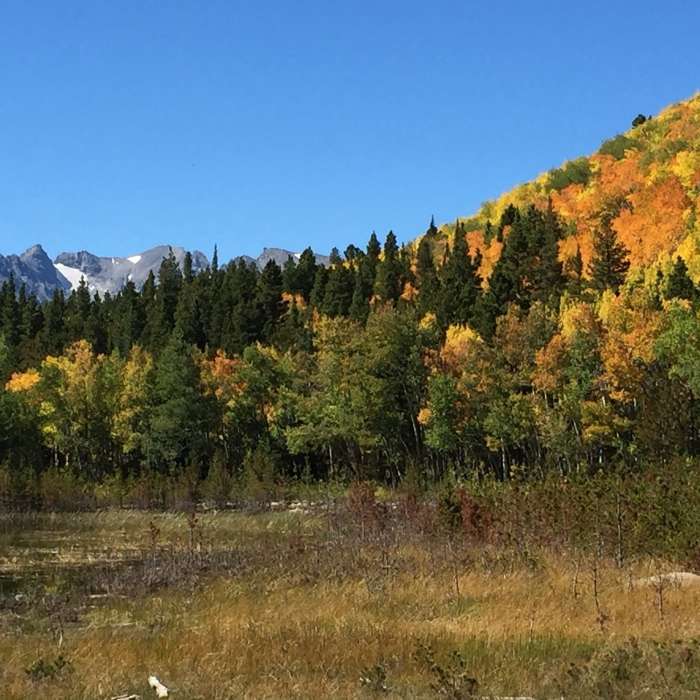 Near North Sourdough (#835)
