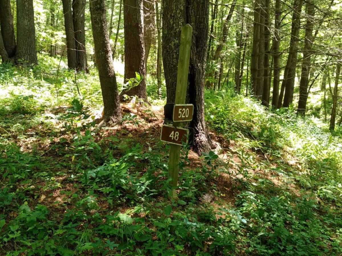Hog Camp trail photo