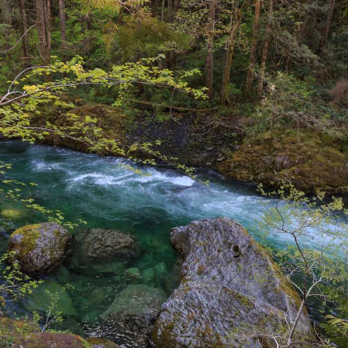 Near Little North Santiam River Trail Near Little North Santiam River Trail