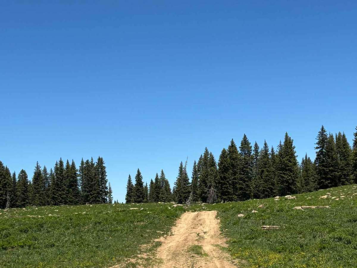Cattle Guard Road photo 3