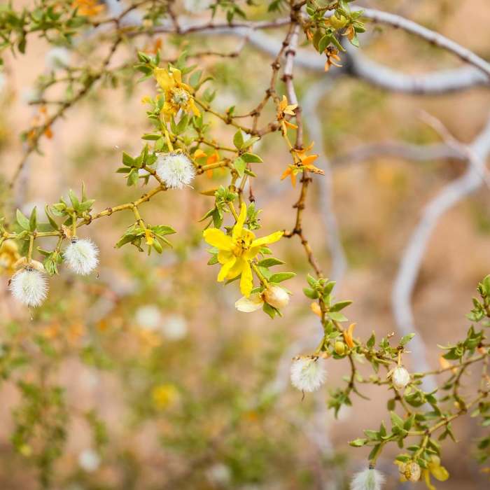 Near Petroglyph Trail