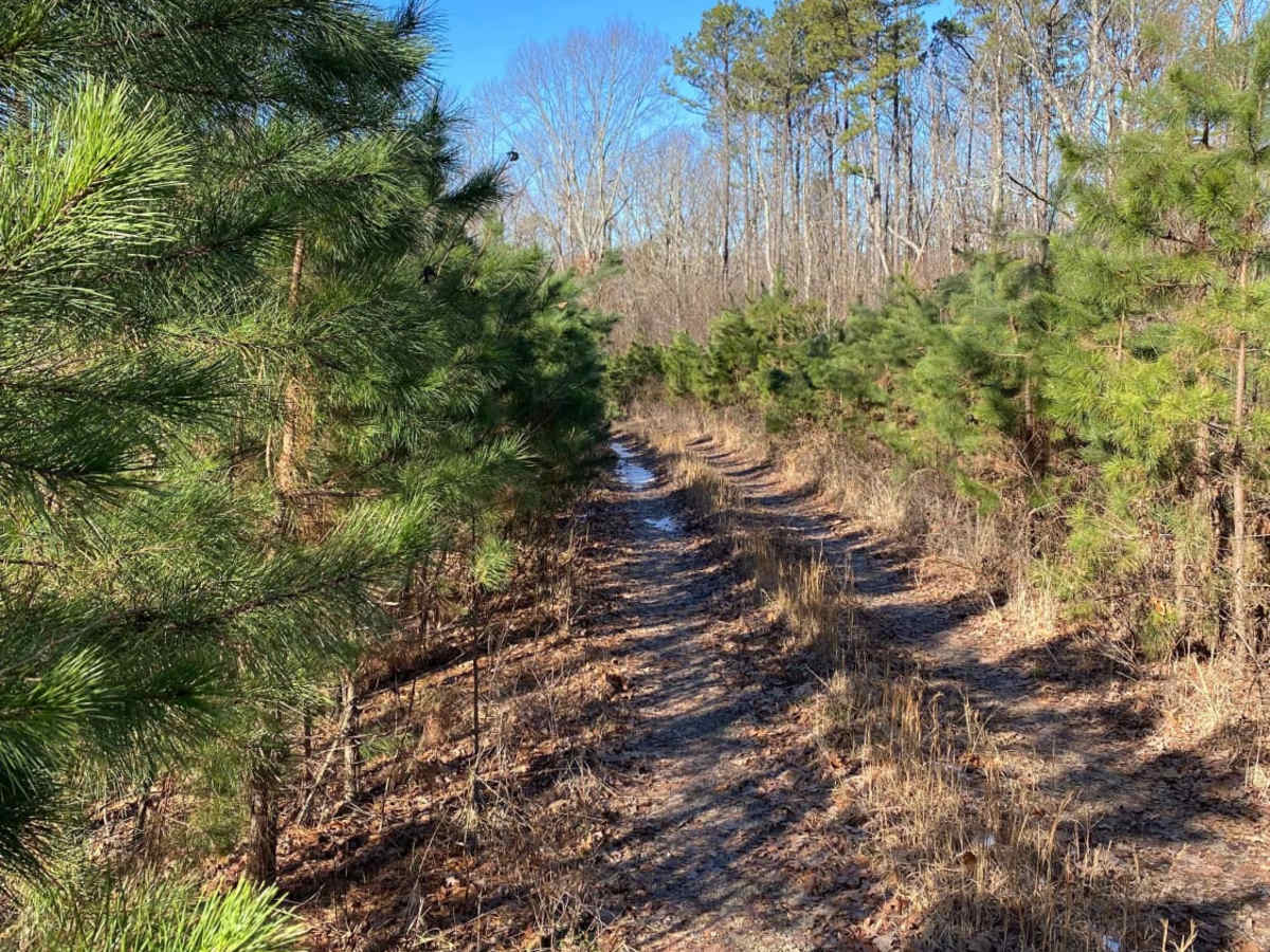 Middle Fork Illinois Bayou trail photo