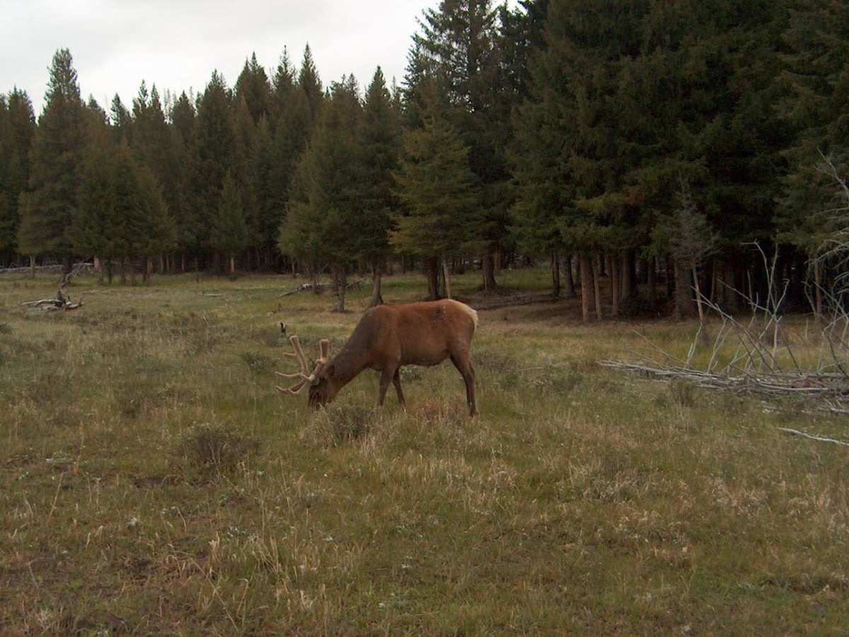 Blacktail Plateau photo 2