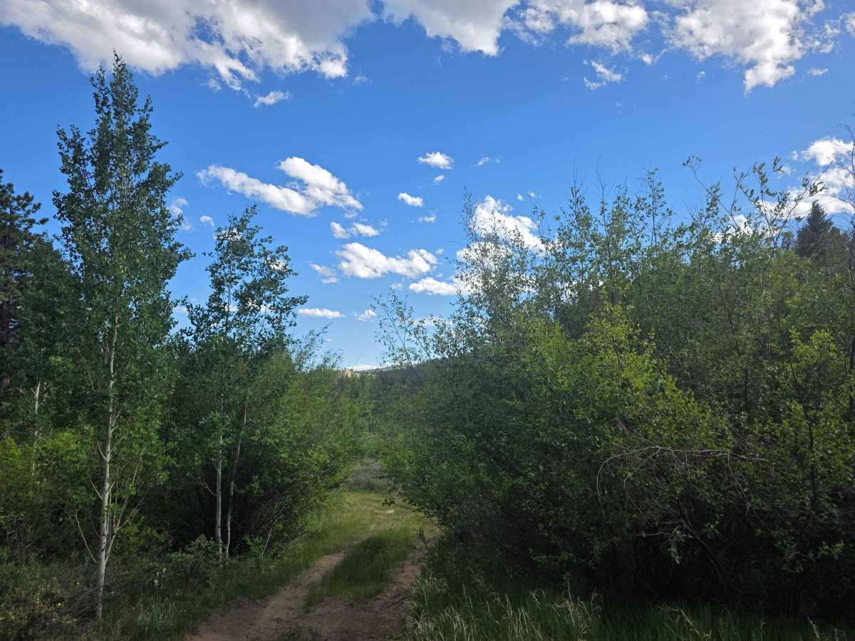 Bill's Dream Road - FS 246AI trail photo