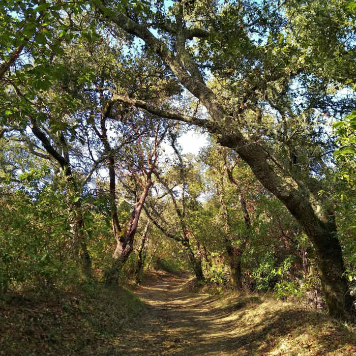 Near Tie Camp Trail