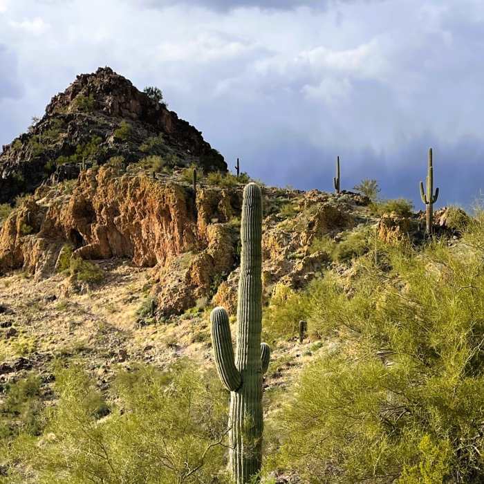 Near Westwing Mountain Trail