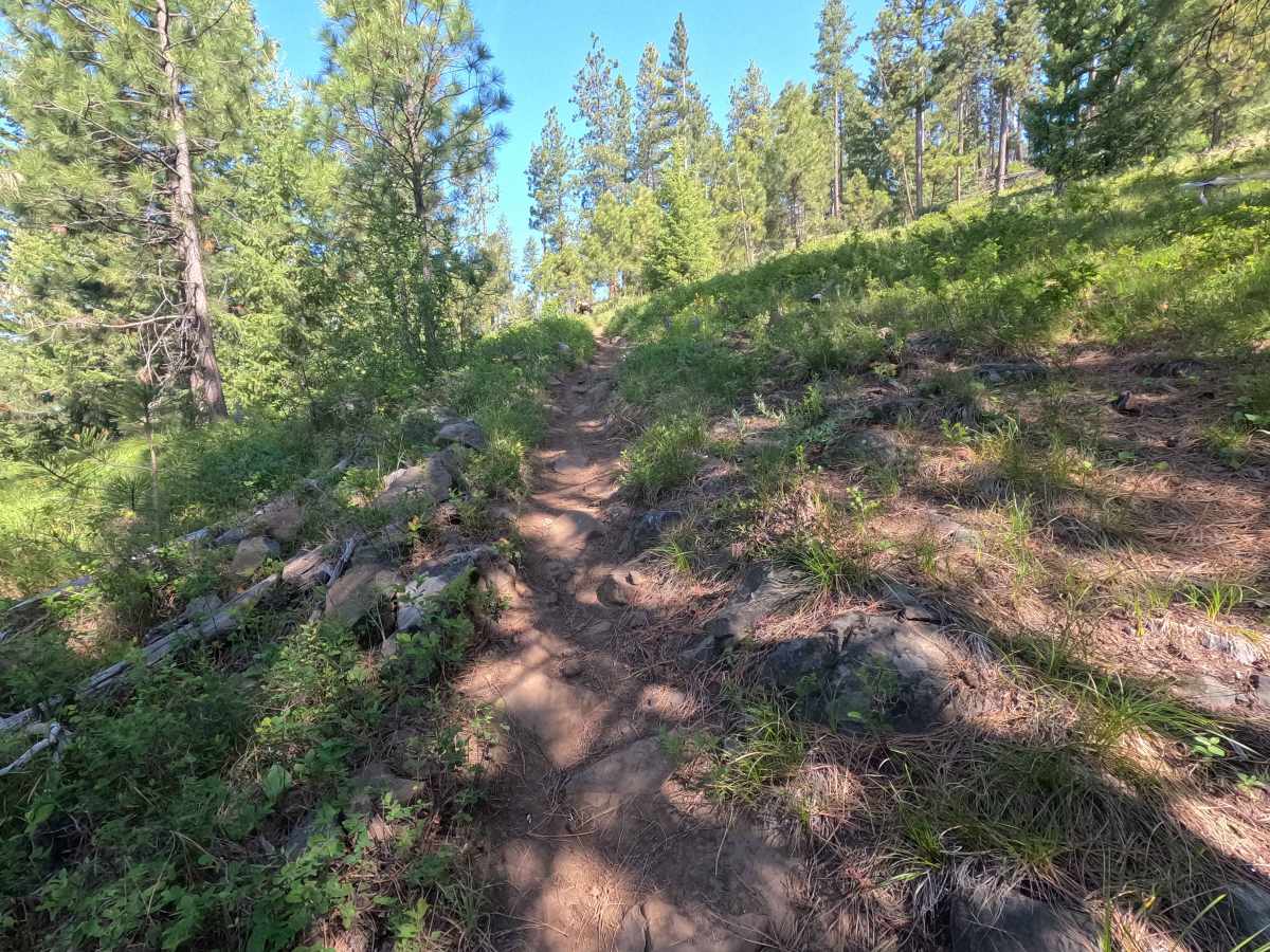 Fence Line - Trail 317 photo 6