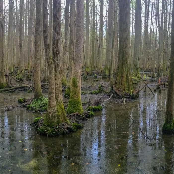 Near Cypress Point Trail to Trap Pond Bald Cypress Swamp Near Cypress Point Trail to Trap Pond Bald Cypress Swamp