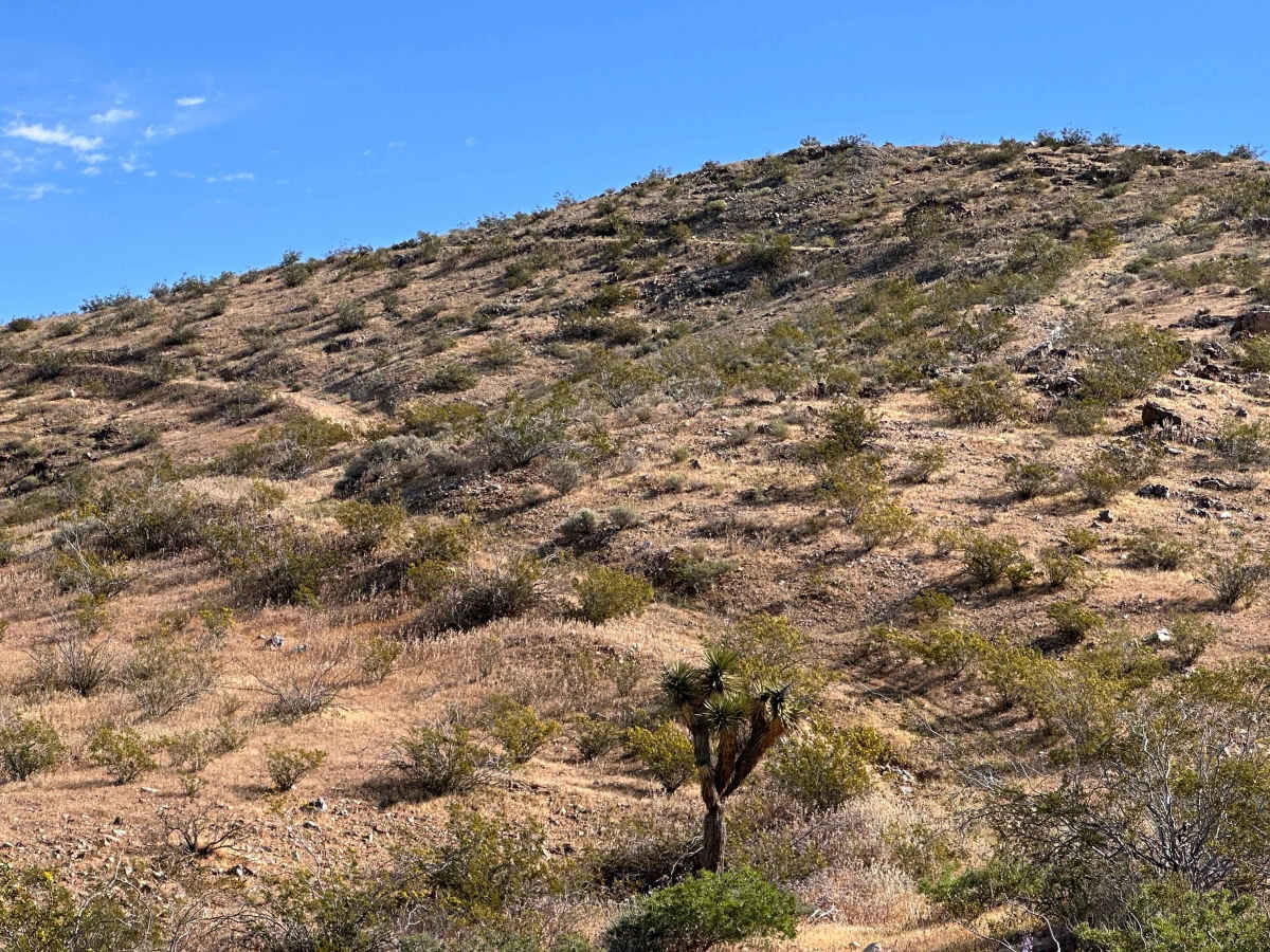 Lost Prospector photo 5