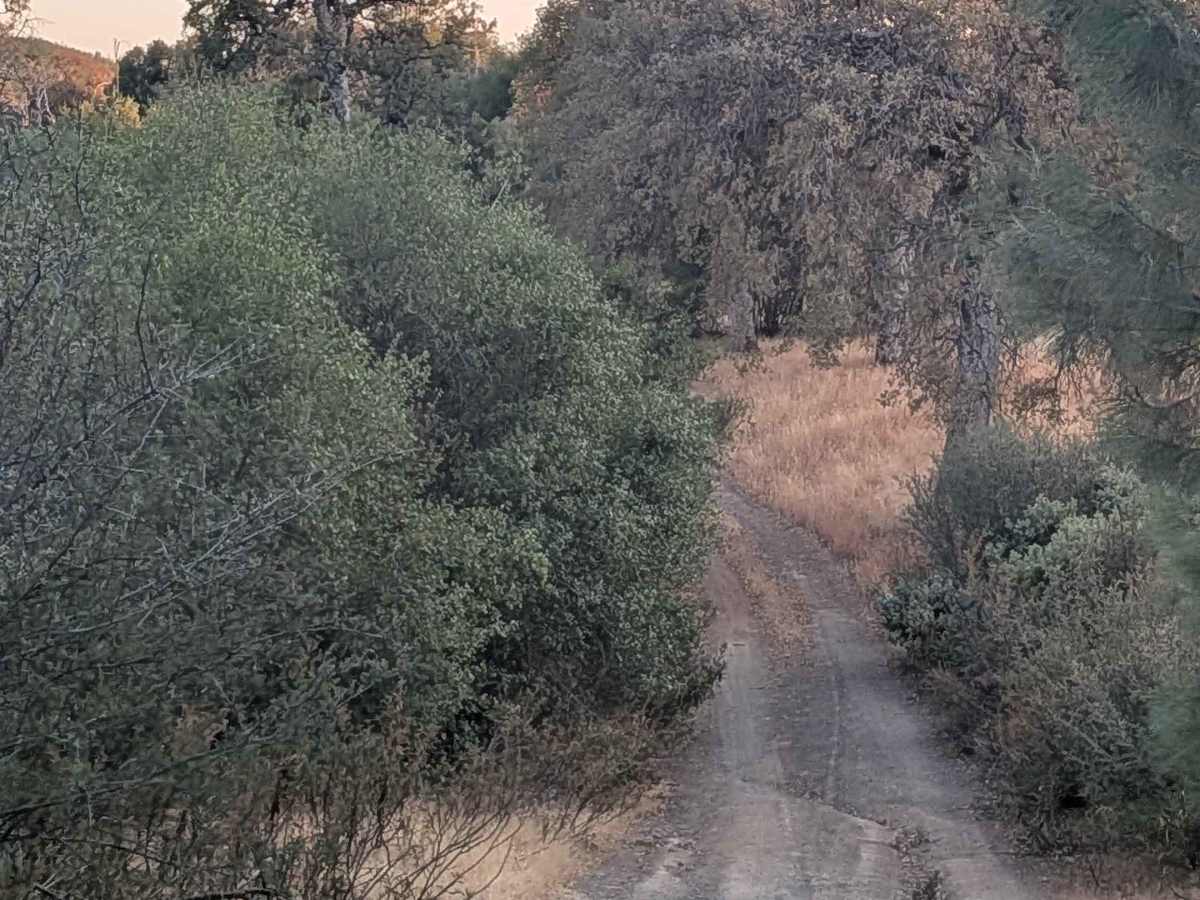 Ponderosa Way Cutoff photo 2