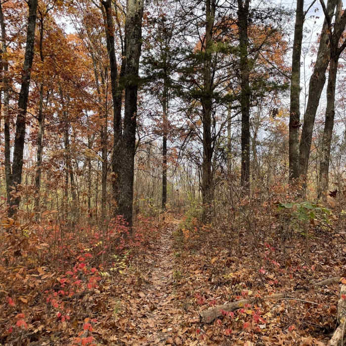 Fall colours on the Lewis Trail. Near Lewis Trail