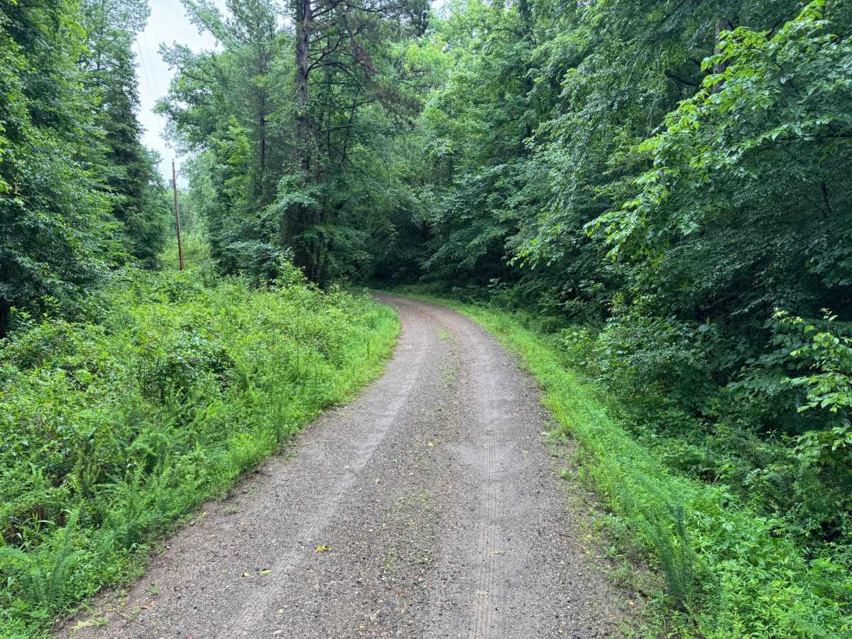 Quachita Cedar trail photo