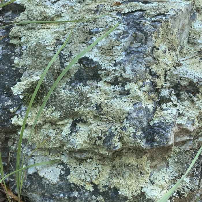 Near Goat Rock Trail