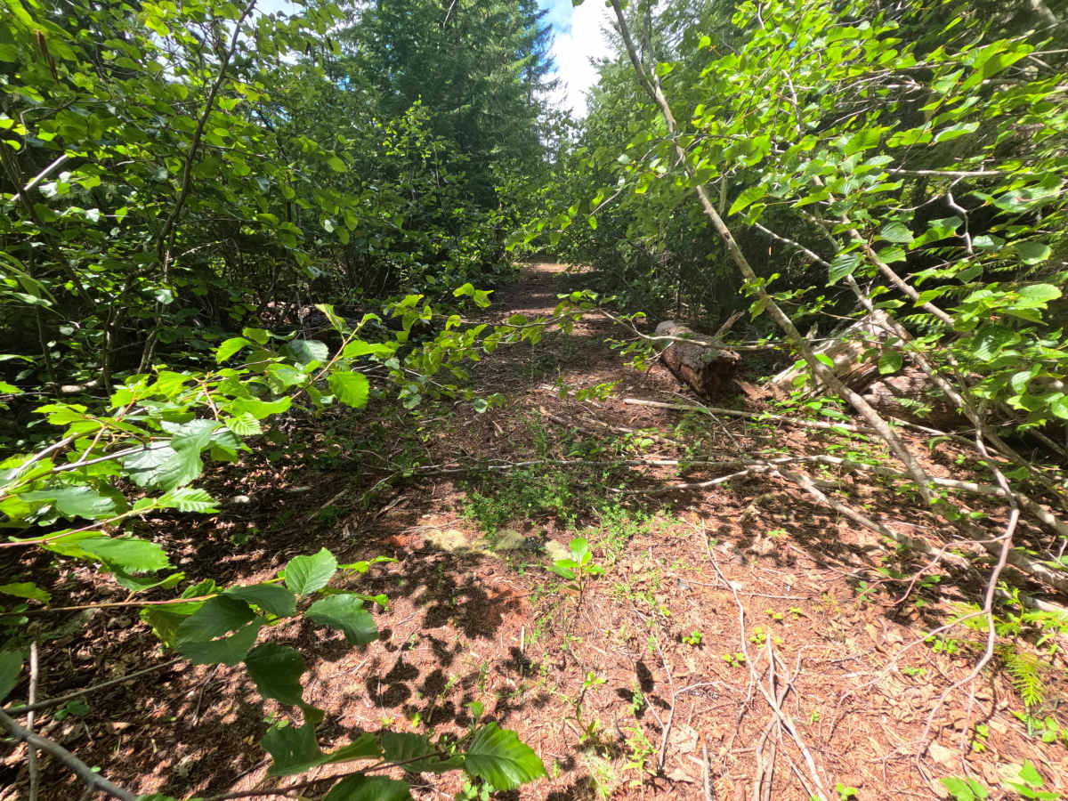 Bluff - FS 4612000 trail photo