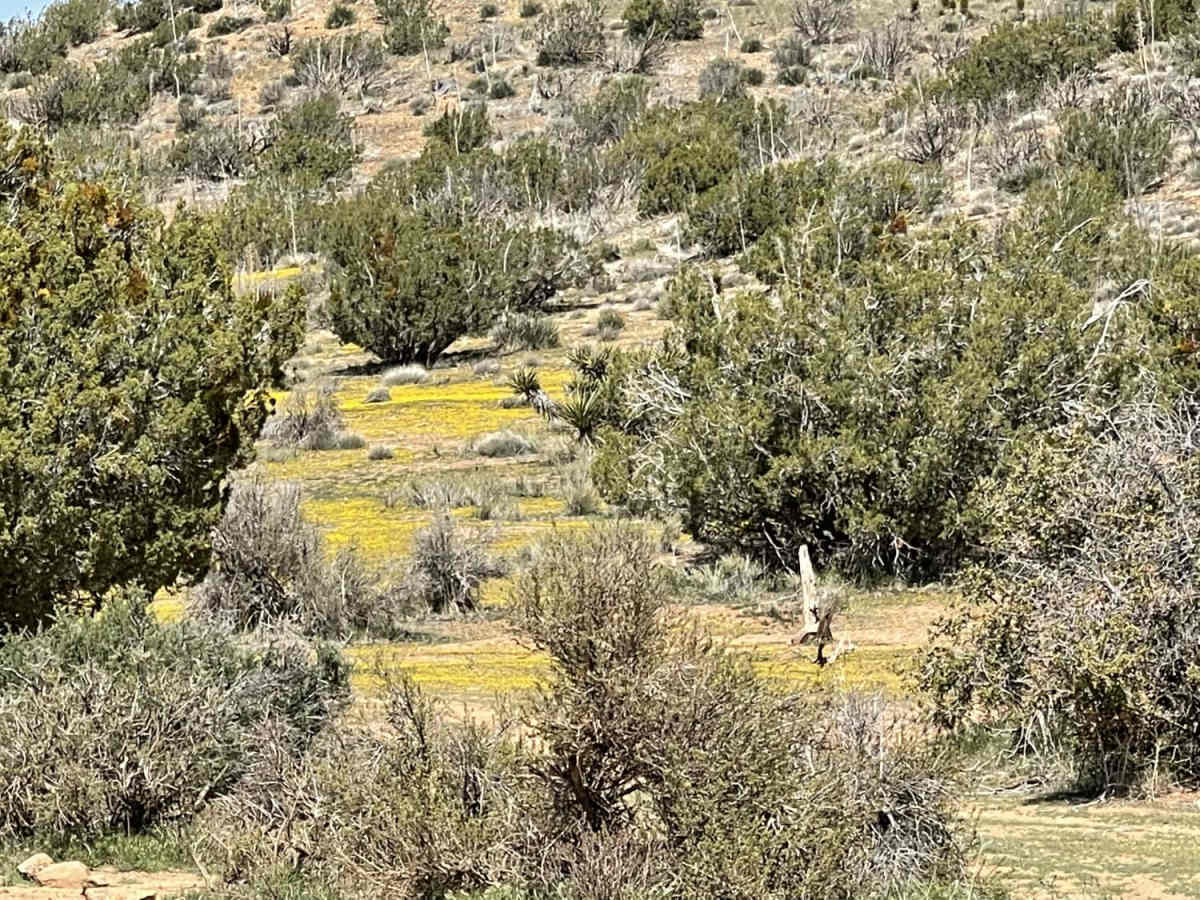 Juniper Flats Southern Access photo 2