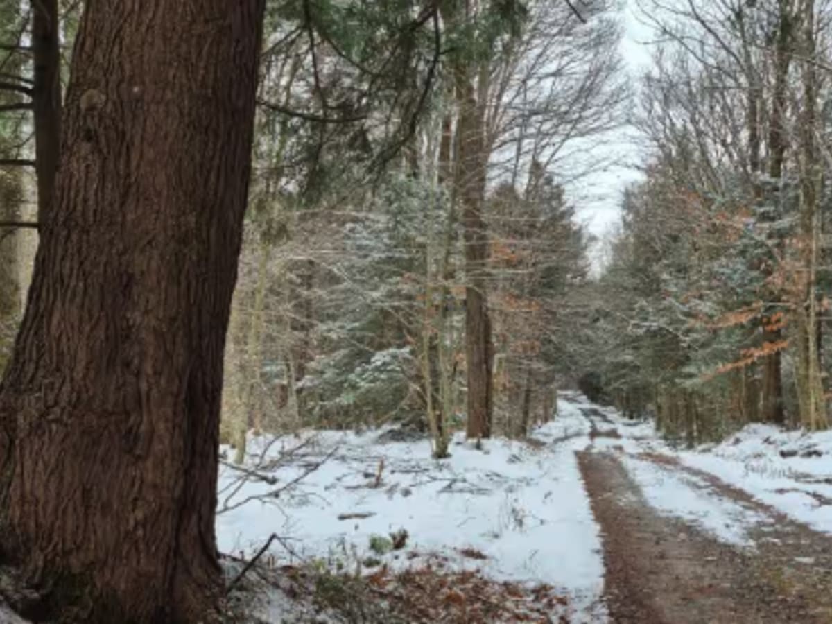 Fall Brook State Forest PFAR photo 5
