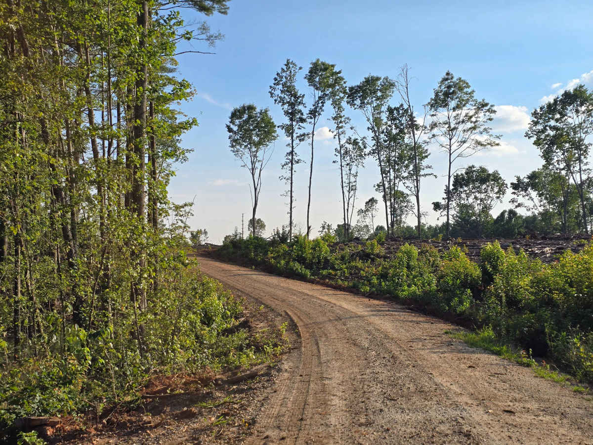 Persimmon Road - FS 741 trail photo