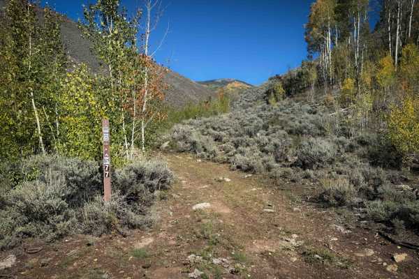 Alder Creek - FS 577 