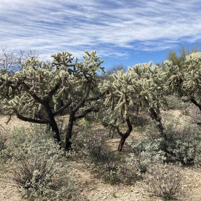 Near Honey Bee Canyon Petroglyphs Trail Near Honey Bee Canyon Petroglyphs Trail