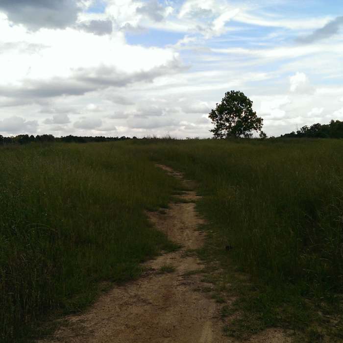 In the field Near Monkey Trail