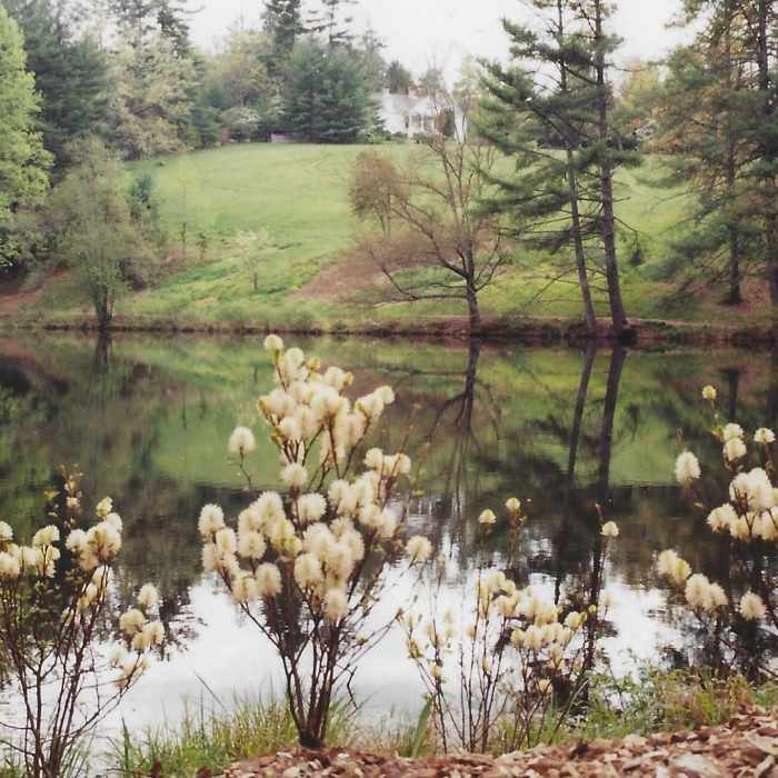 Looking towards the house and fothergillas in the foreground. Near Glassy Mountain