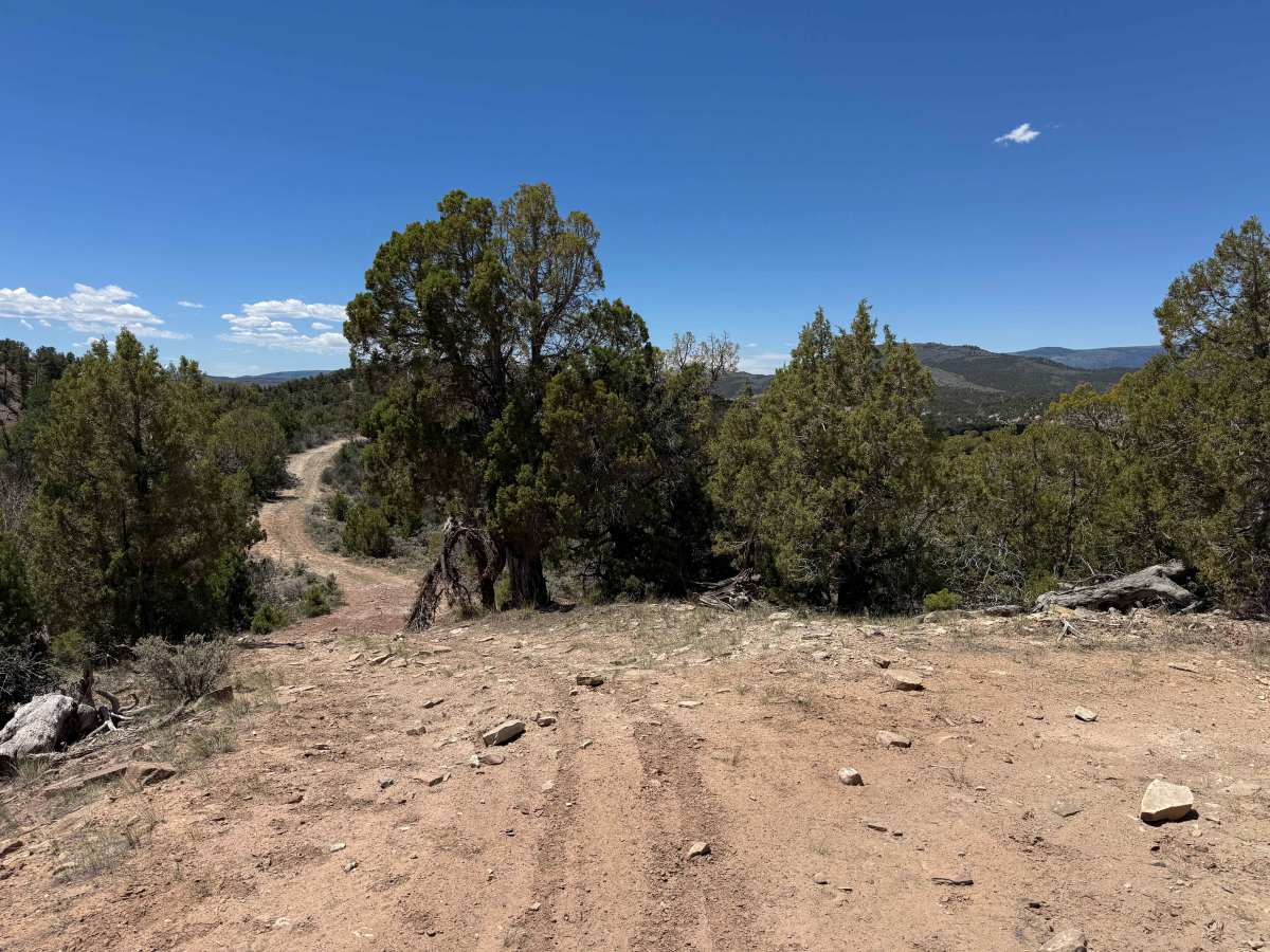 BLM 8477 photo 4