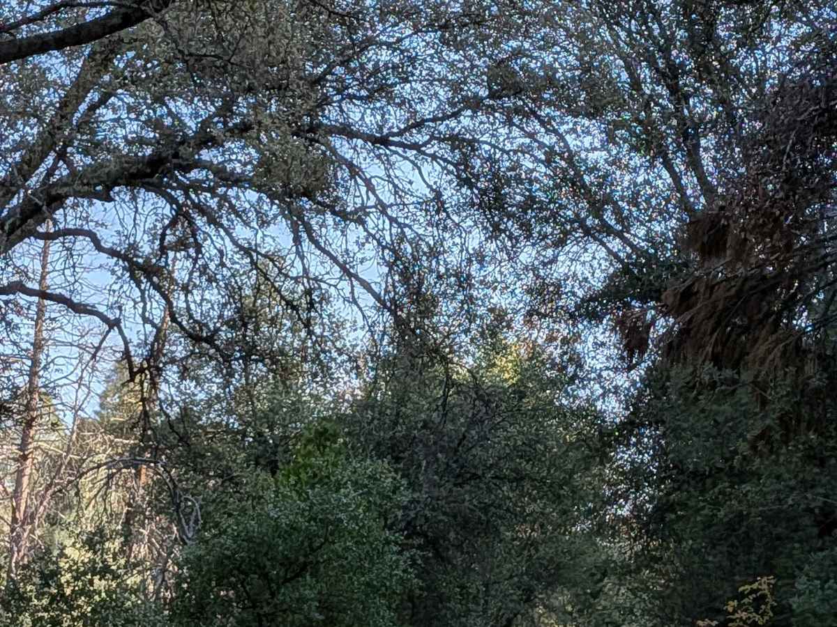 Bull Creek Road South photo 3