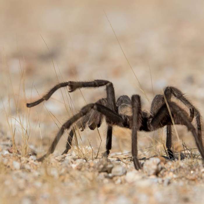 Near Pictograph Trail