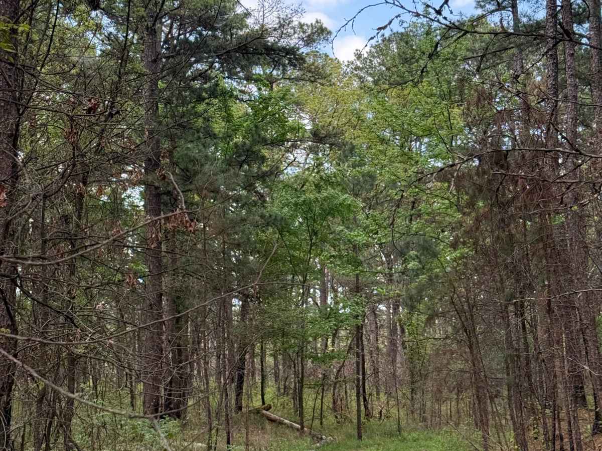 Hillside Holler photo 4
