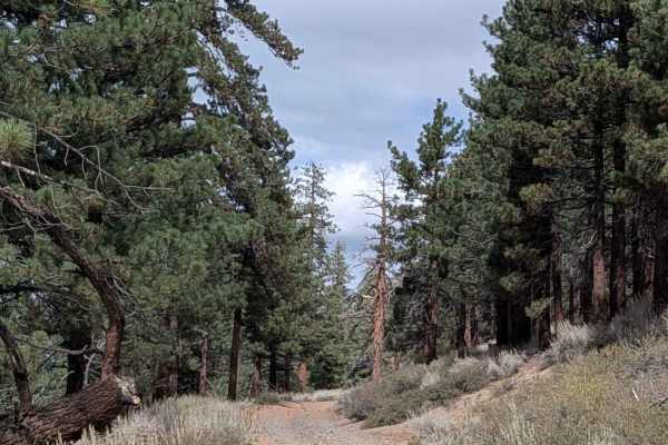 Antelope Cutoff - FS 3S13