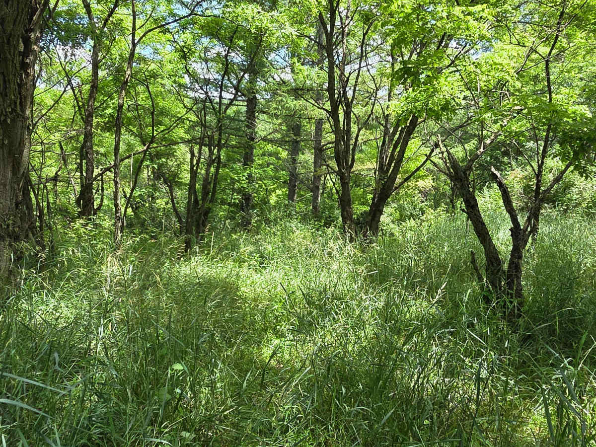 Single Track VV photo 3