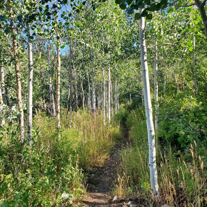 Small stand of young aspens. Near Westview Loop
