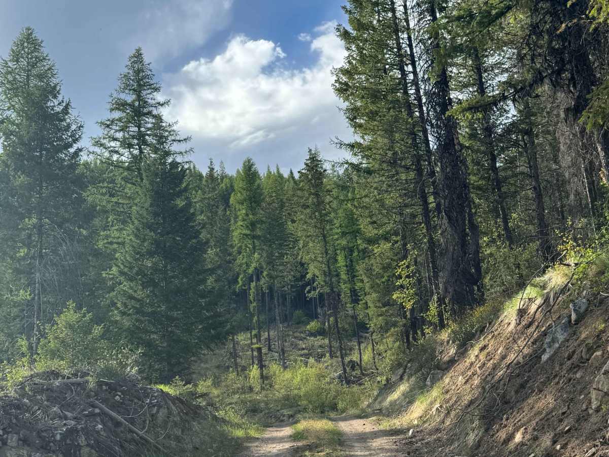 FS 2000-468 trail photo