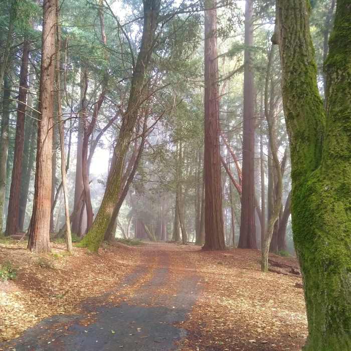 Near Merry-Go-Round to Sprig Trail Loop