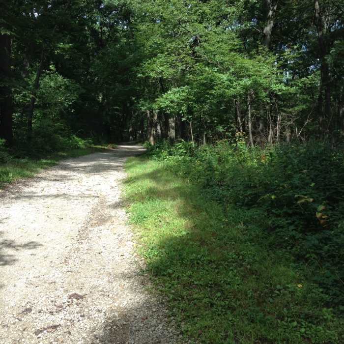 The trail passes though a high quality oak savanna. Recent eco-restoration activity = good sight lines and lots of flowers. Near Sag Valley Main Trail