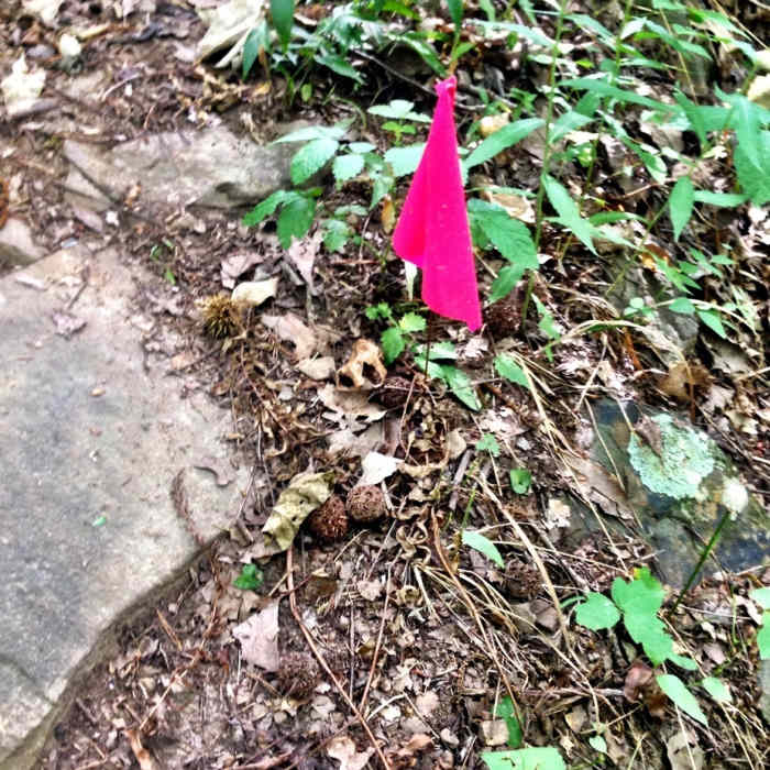 Near Alum Hollow Trail