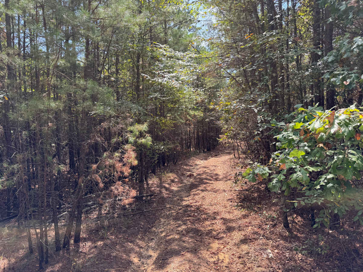 Pine Grove photo 4