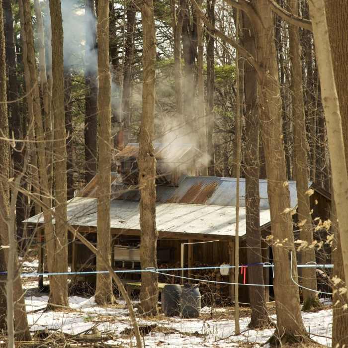 Maple syrup time at the sugar shack. Near Lookout Trail