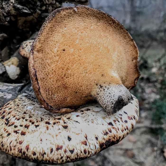 Near Haw River Trail - Graham Section
