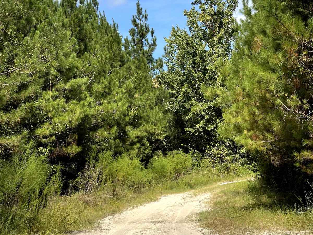 Briar Patch Road photo 4