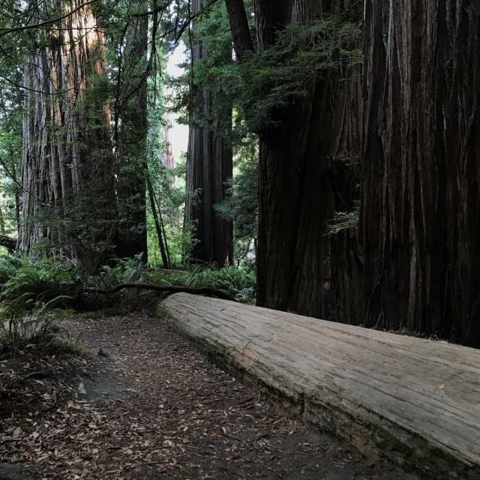 Near Redwood Creek Trail