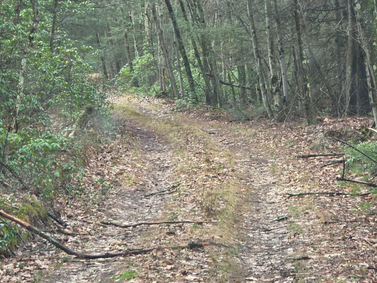 Heintz Trail photo 5